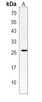 TFEC Antibody
