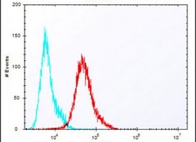 TOPK Rabbit Polyclonal Antibody