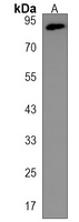PASD1 Antibody