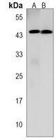 SLC30A10 Antibody