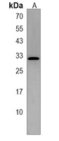 RNF223 Rabbit Polyclonal Antibody