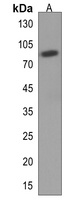 EPB41L5 Antibody