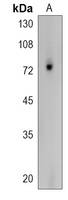 ZFP64 Rabbit Polyclonal Antibody