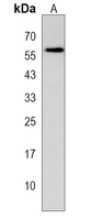 LRRC69 Antibody