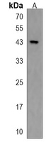 ZNF73 Rabbit Polyclonal Antibody