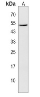 ZNF500 Rabbit Polyclonal Antibody