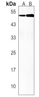 CDC42EP1 Antibody