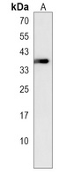 KCTD17 Antibody