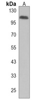 Thrombospondin 3 Rabbit Polyclonal Antibody