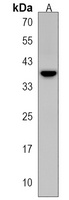 ARMCX4 Antibody