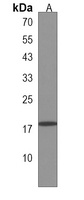 RNF24 Antibody