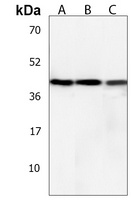 MCIDAS Antibody