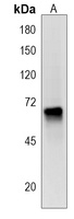 PKD2L2 Antibody