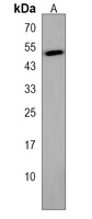 Cyclin J Rabbit Polyclonal Antibody