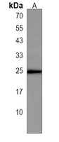 SAP30L Antibody