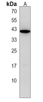 GDE1 Rabbit Polyclonal Antibody