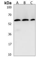 BRD9 Rabbit Polyclonal Antibody