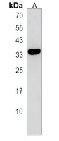 RAB40C Antibody