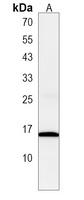 Histone H2B Rabbit Polyclonal Antibody