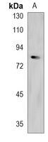 FBXL19 Antibody
