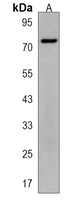 ZNF483 Rabbit Polyclonal Antibody