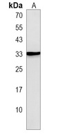 SSX3 Antibody
