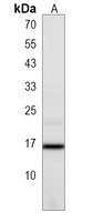 C2orf83 Antibody