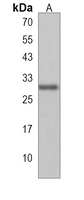 THAP10 Antibody