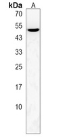 PLEKHA8 Rabbit Polyclonal Antibody