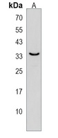 SDR39U1 Antibody
