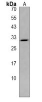 TTYH1 Antibody