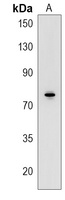 RNF145 Antibody