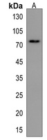 ARHGAP28 Rabbit Polyclonal Antibody