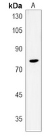 Rhophilin 1 Rabbit Polyclonal Antibody