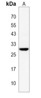 LIPT2 Antibody