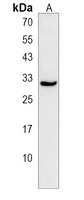 RASL12 Antibody