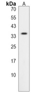Melusin Rabbit Polyclonal Antibody