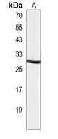 CD20L Rabbit Polyclonal Antibody