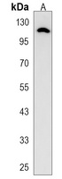FAM65C Antibody