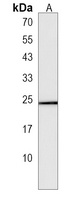 ECSCR Antibody