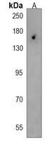 RIP140 Rabbit Polyclonal Antibody