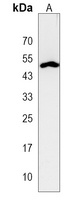 CCDC91 Antibody