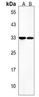 OR8J3 Antibody
