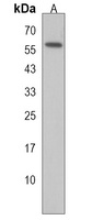 ZNF503 Rabbit Polyclonal Antibody