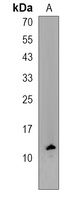 COA4 Antibody