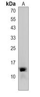 C15orf37 Rabbit Polyclonal Antibody