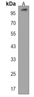 ZBTB49 Antibody