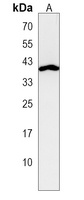 VPS37C Antibody