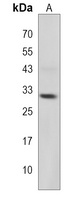 MPZL2 Antibody