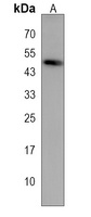 CERS6 Antibody